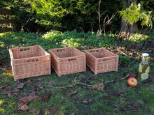 Charger l'image dans la galerie, Panier Rex